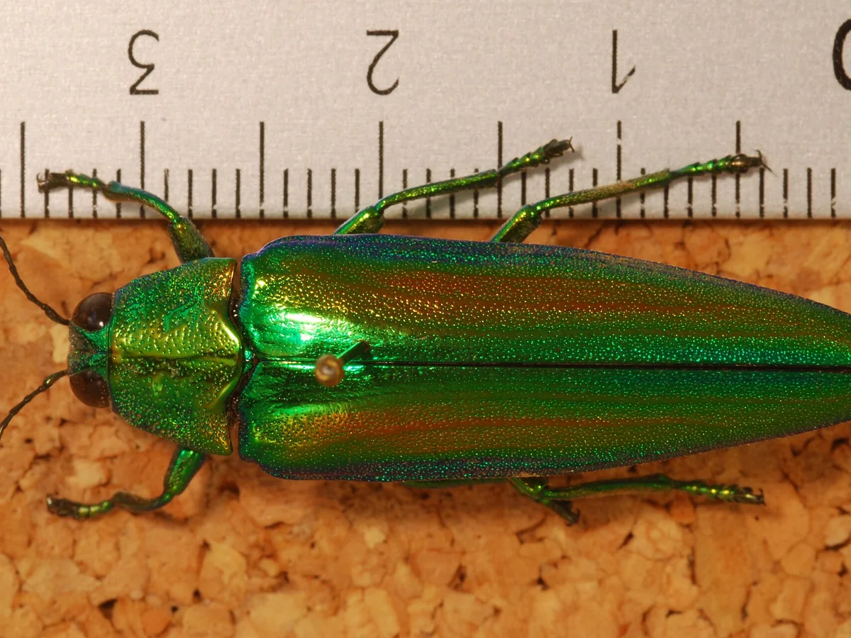 The green and copper shell of a Chrysochroa baudoni jewel beetle, viewed from above